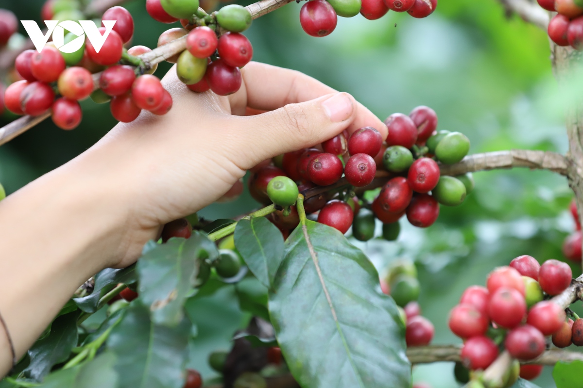 gia ca phe hom nay 6 7 ca phe robusta va arabica cung tang hinh anh 1